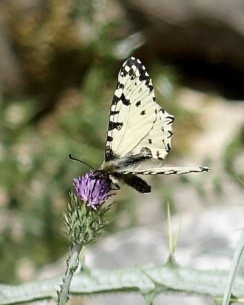 Cretan festoon